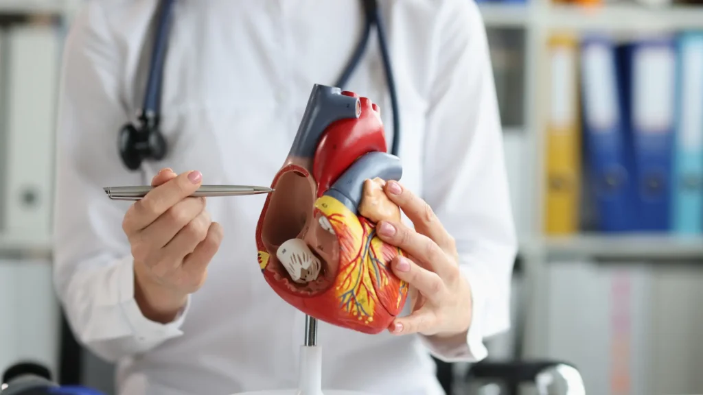 Arzt erklärt Herz-Kreislauf-System